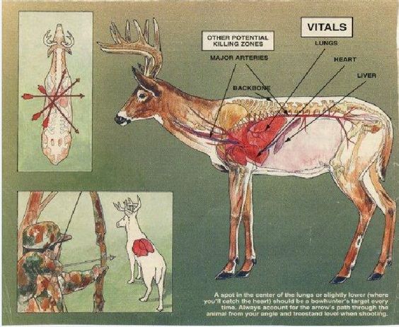 Elk Anatomy Diagram