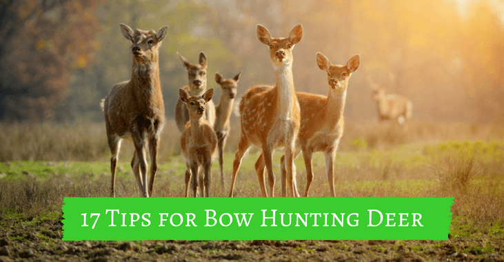 17 Tips for Bow Hunting Deer (That Skyrocket Your Shooting Skill TODAY)