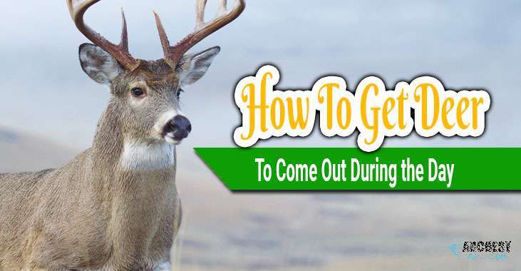 How-To-Get-Deer-To-Come-Out-During-the-Day How To Get Deer To Come Out During the Day