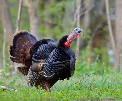 Turkey Hunting 101 (The Ultimate Guide)